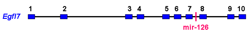 File:Egfl7 protein structure.png