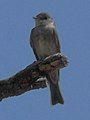 Cordilleran Flycatcher, Upper Crossing Trail, Bandelier