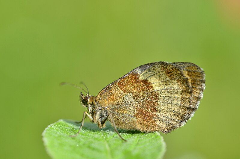 File:Erebia aethiops1.jpg