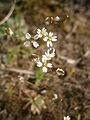 Draba verna