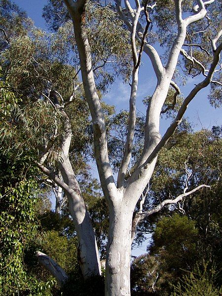 File:Eucalyptus mannifera 02.jpg