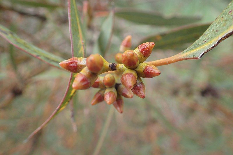 File:Eucalyptus phenax buds.jpg