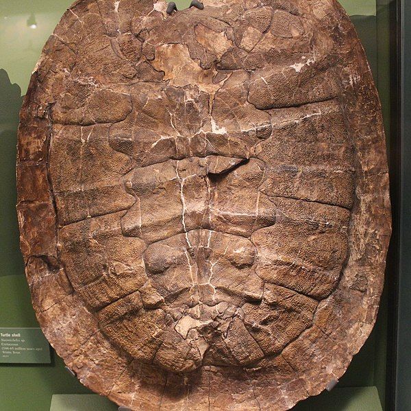 File:FMNH Naomichelys.jpg