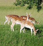 File:FallowDeer.jpg (Fallow Deer)