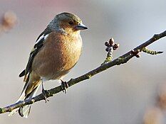 Common chaffinch