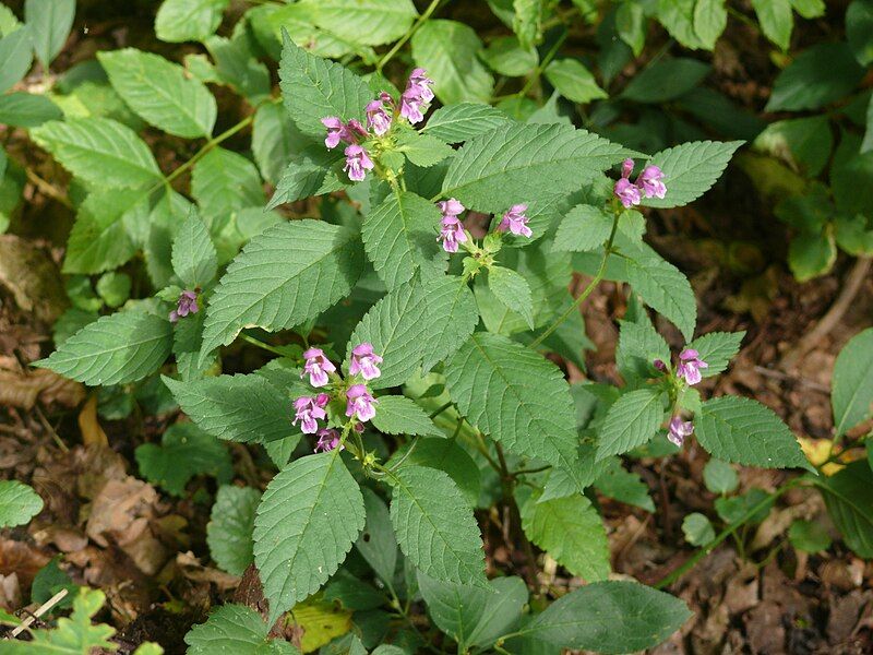 File:Galeopsis pubescens 040910.jpg