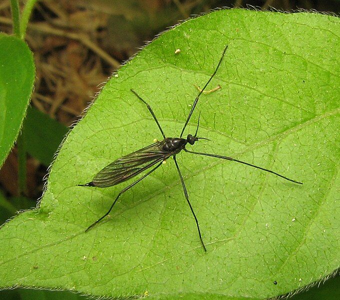 File:Gnophomyia tristissima.jpg