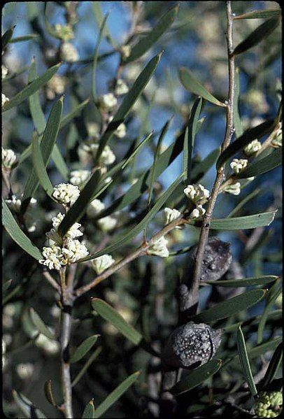 File:Hakea cygna.jpg