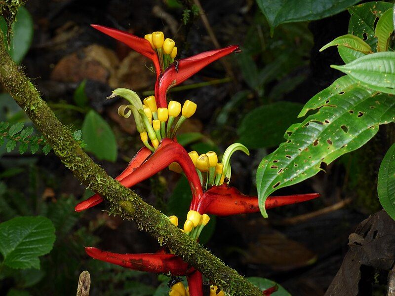 File:Heliconia venusta (14277360816).jpg