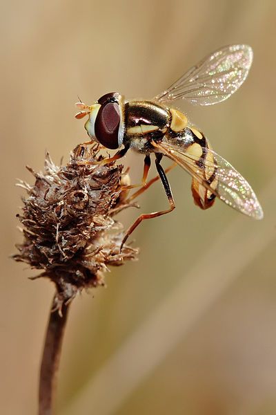 File:Hoverfly10.jpg