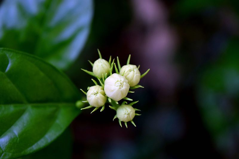 File:Jasmine Bud.jpg