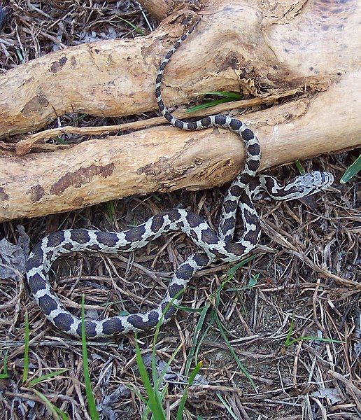 File:Juvenile ratsnake crop.jpg