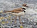 Image 68Killdeer at the South Cape May Meadows