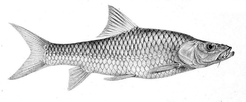 File:Labeobarbus progenys.jpg