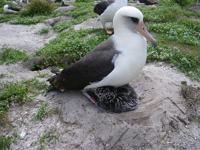 File:Laysan albatross fws.JPG