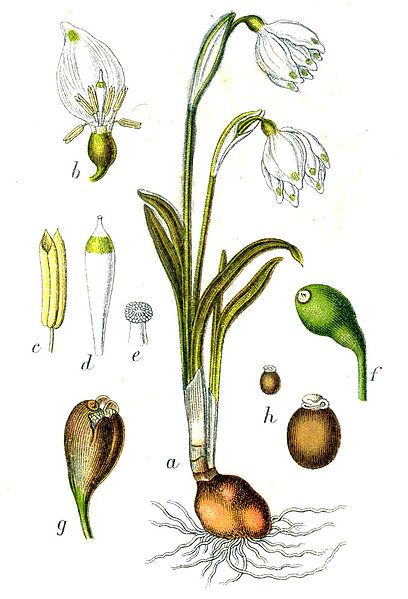 File:Leucojum vernum Sturm47.jpg