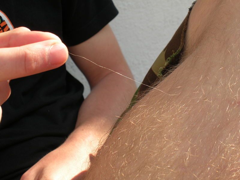 File:Long leg hair.jpg