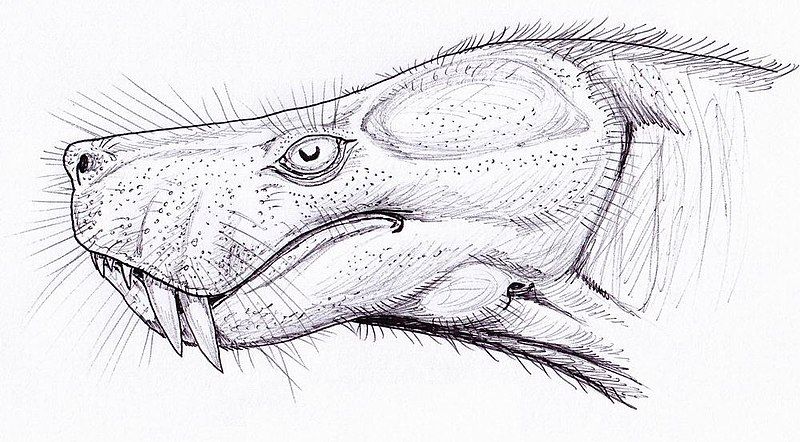 File:Lycosuchus1.jpg