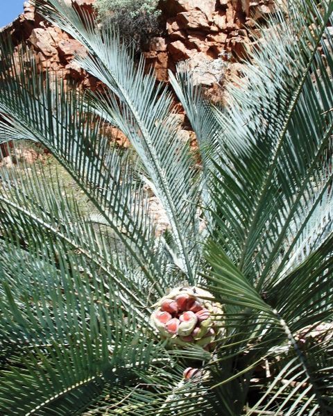 File:Macrozamia macdonnellii.JPG