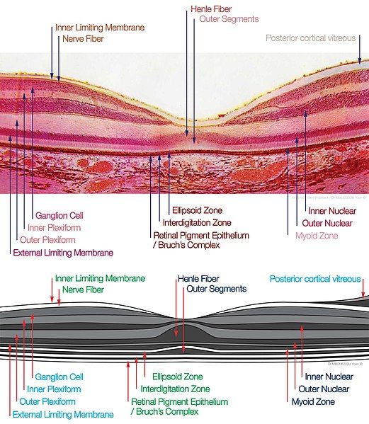 File:Macula Histology OCT.jpg