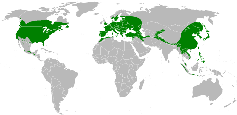 File:Map genus Acer.png