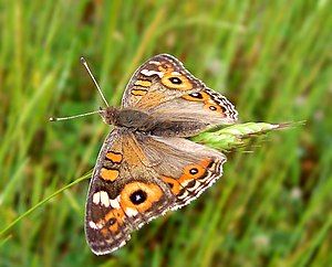 Meadow Argus Butterfly