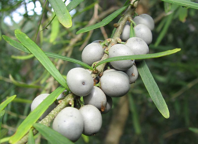 File:Melicytus dentatus berries.jpg