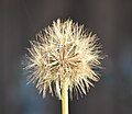 Seed clock