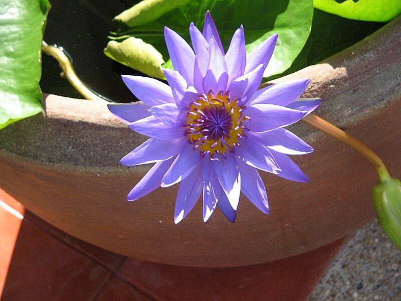 File:Nymphaea caerulea1.JPG