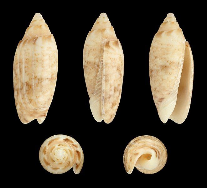 File:Oliva semmelinki 01.JPG