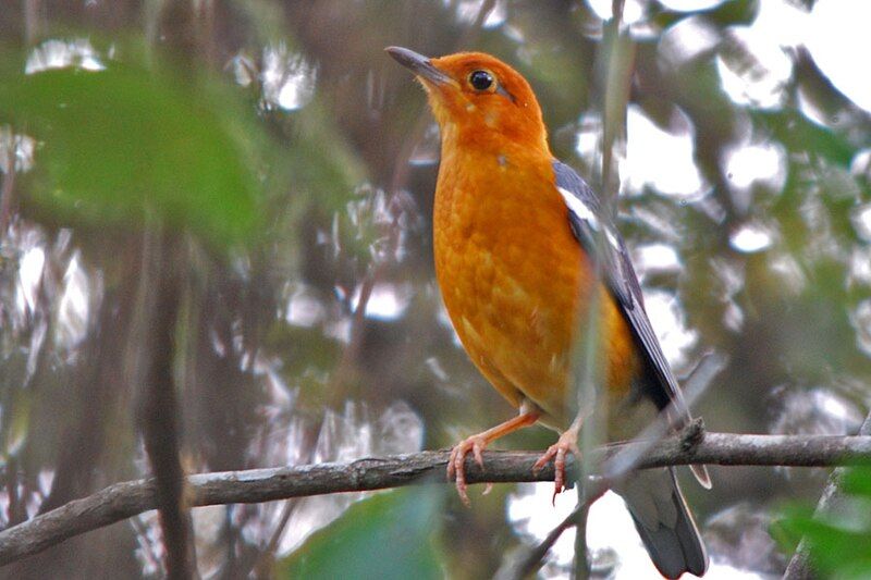 File:OrangeHeadedThrush.jpg