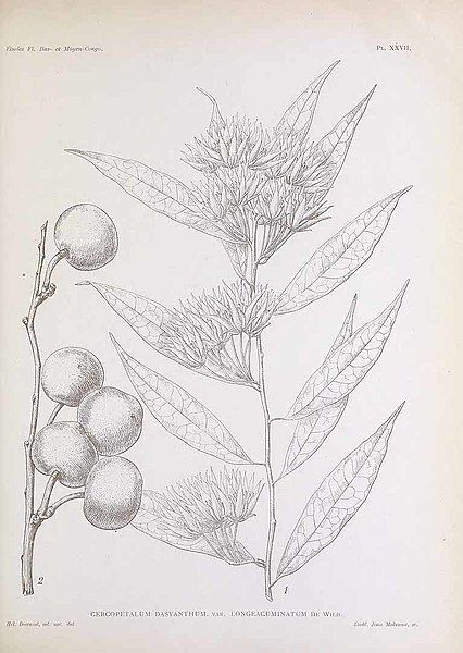 File:Pentadiplandra etching 1909.jpg