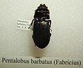 Pentalobus barbatus