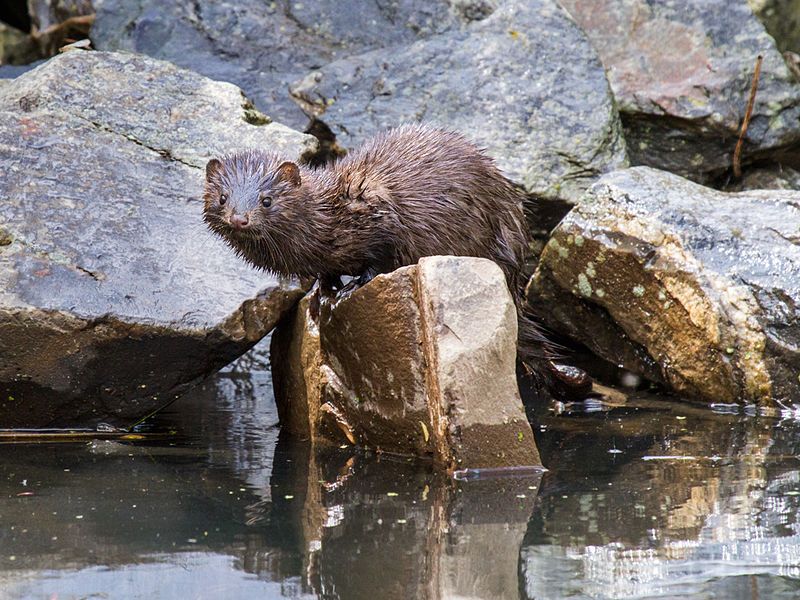 File:Perching Mink.jpg