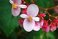 Begonia in Pakistan