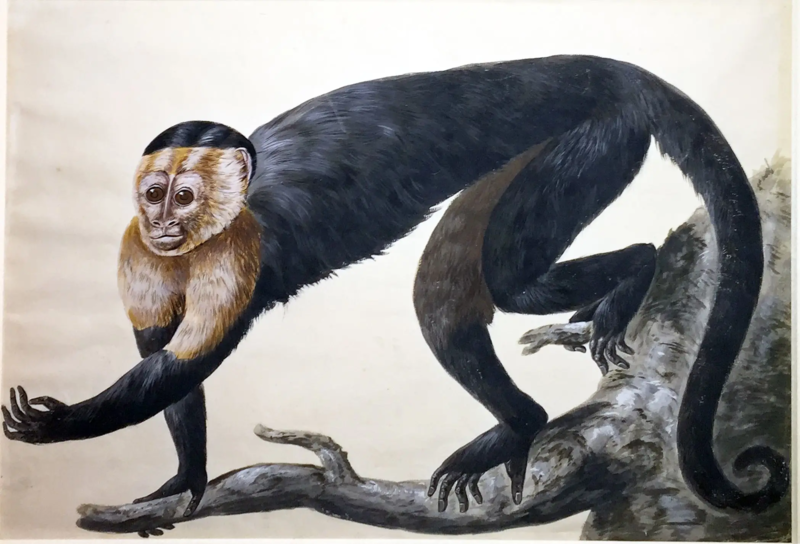 File:Peter Paillou. Monkey.png