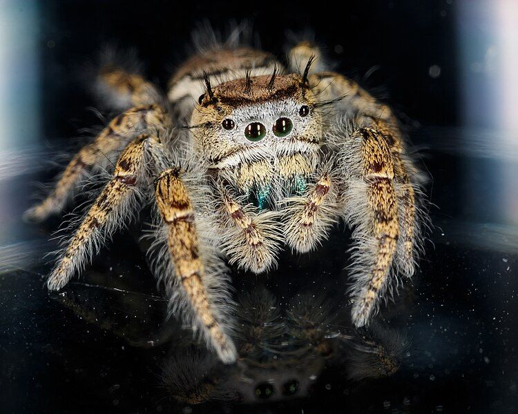 File:Phidippus carolinensis 21826465.jpg