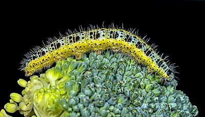 Pieris brassicae