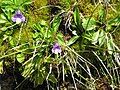 Pinguicula vulgaris