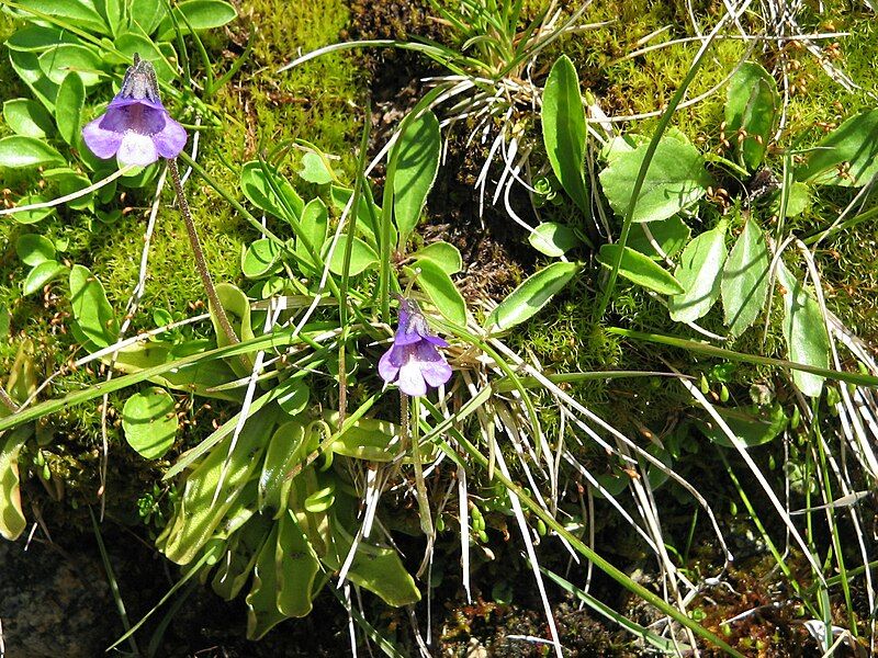 File:Pinguicula vulgaris001.jpg