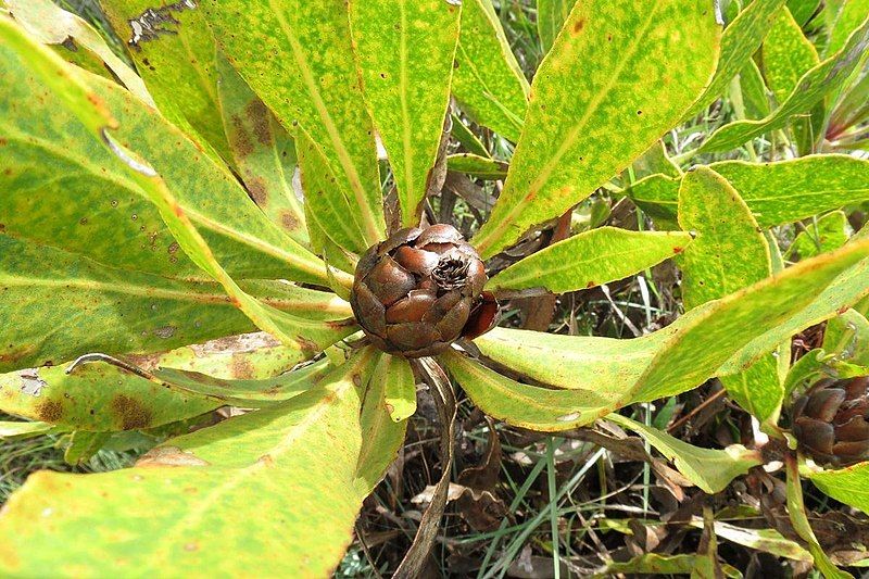 File:Protea foliosa 15387225.jpg