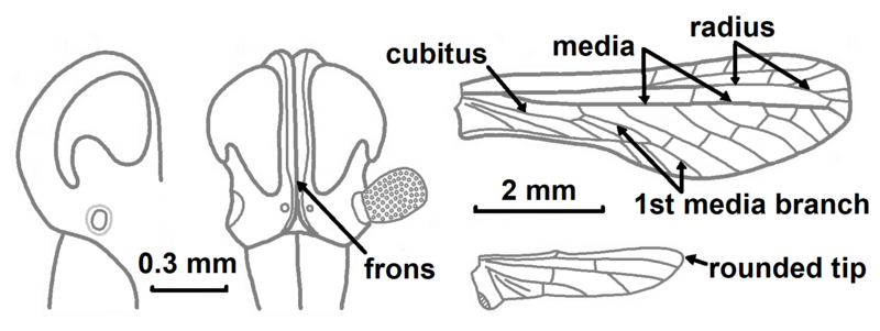 File:Proutista moesta.png