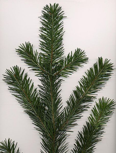 File:Pseudotsuga menziesii.jpg