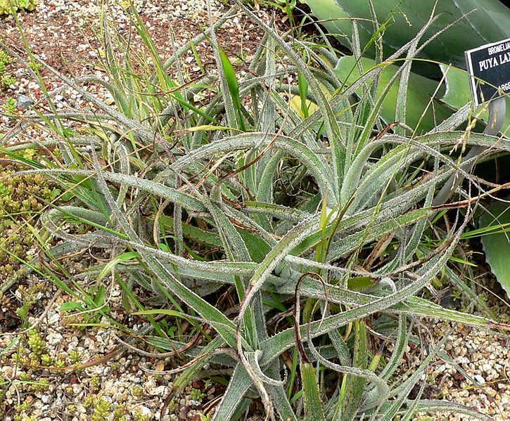 File:Puya laxa 1.jpg