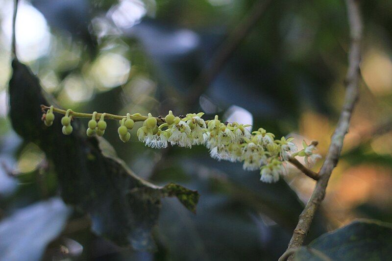 File:Rudraksha flower.jpg