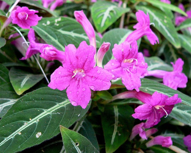 File:Ruellia makoyana 1.jpg