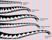 Longest sauropod necks