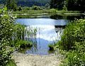 Lanser Moor Water Lily Pond