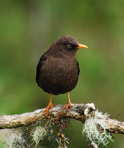 File:Sooty Robin.jpg