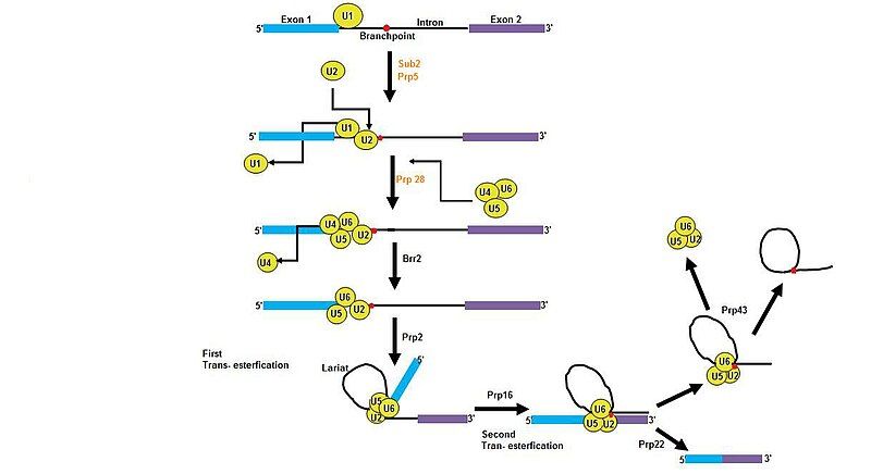 File:Spliceosome405.jpg